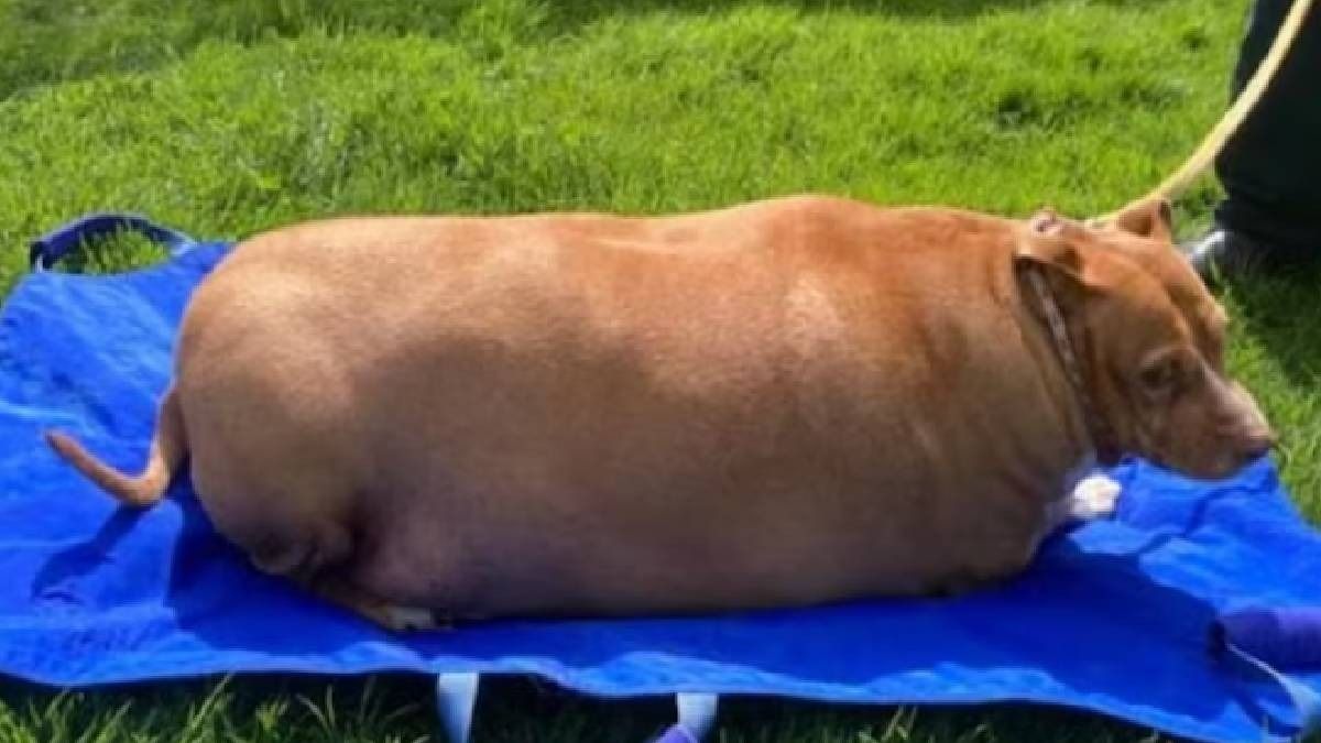 Heartbreaking: New Zealand Woman Sentenced After Tragic Death of Overweight Dog
