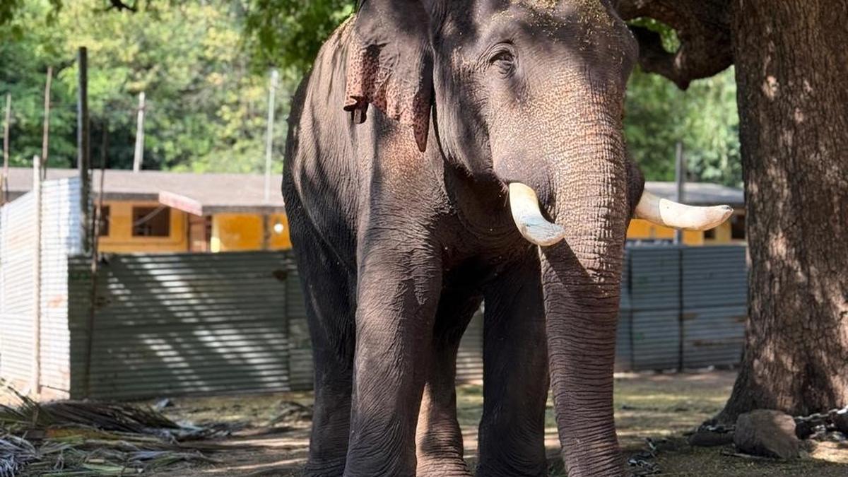 Heroic Kumki Chinnathambi Steps Up for Narasimhan: A Heartfelt Tribute at Poondi Ahead of Chitra Pournami