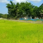 Confronting Assam's Irrigation Crisis: A Path to Sustainable Solutions