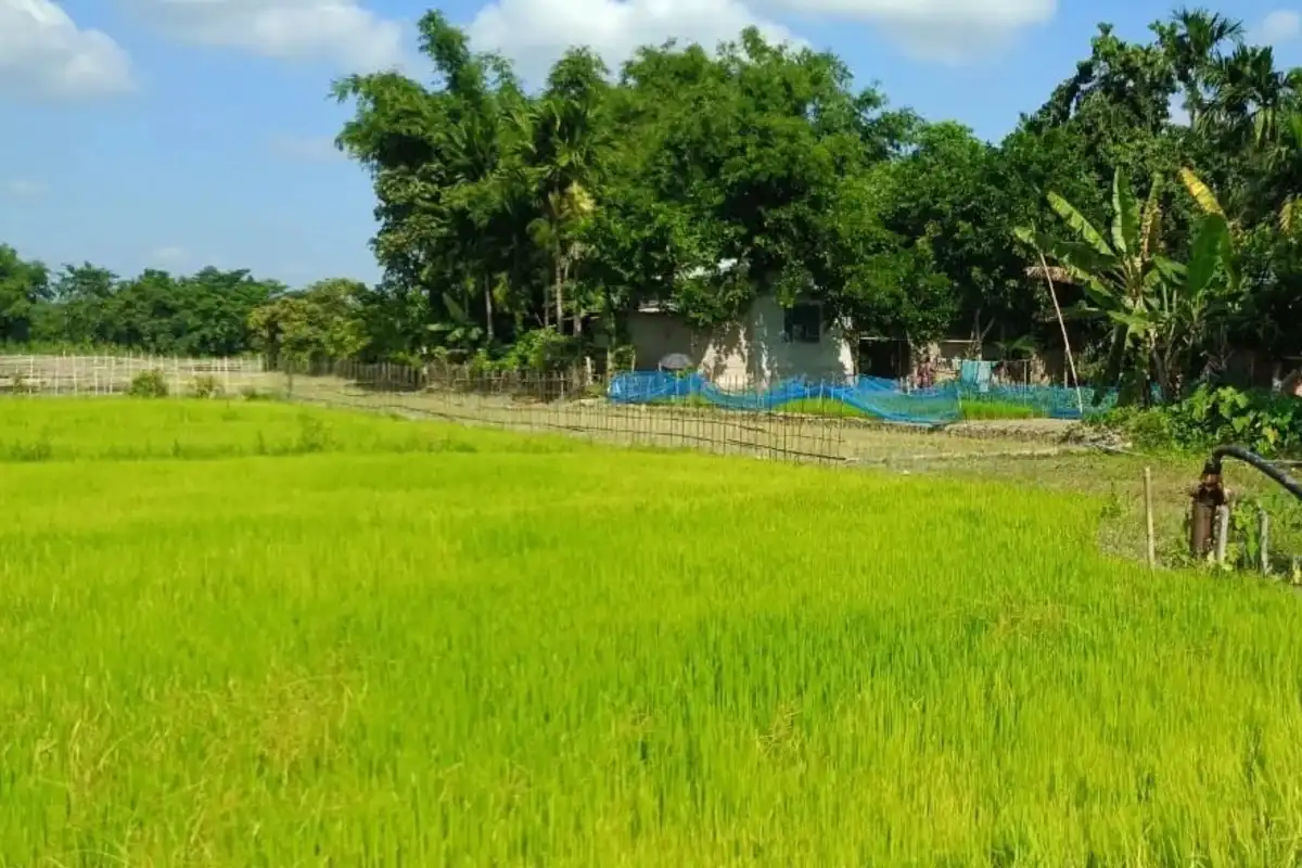 Confronting Assam's Irrigation Crisis: A Path to Sustainable Solutions