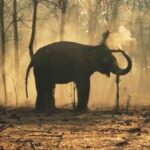Vantara Unveils Groundbreaking Elephant Welfare Initiative with Project Elephant