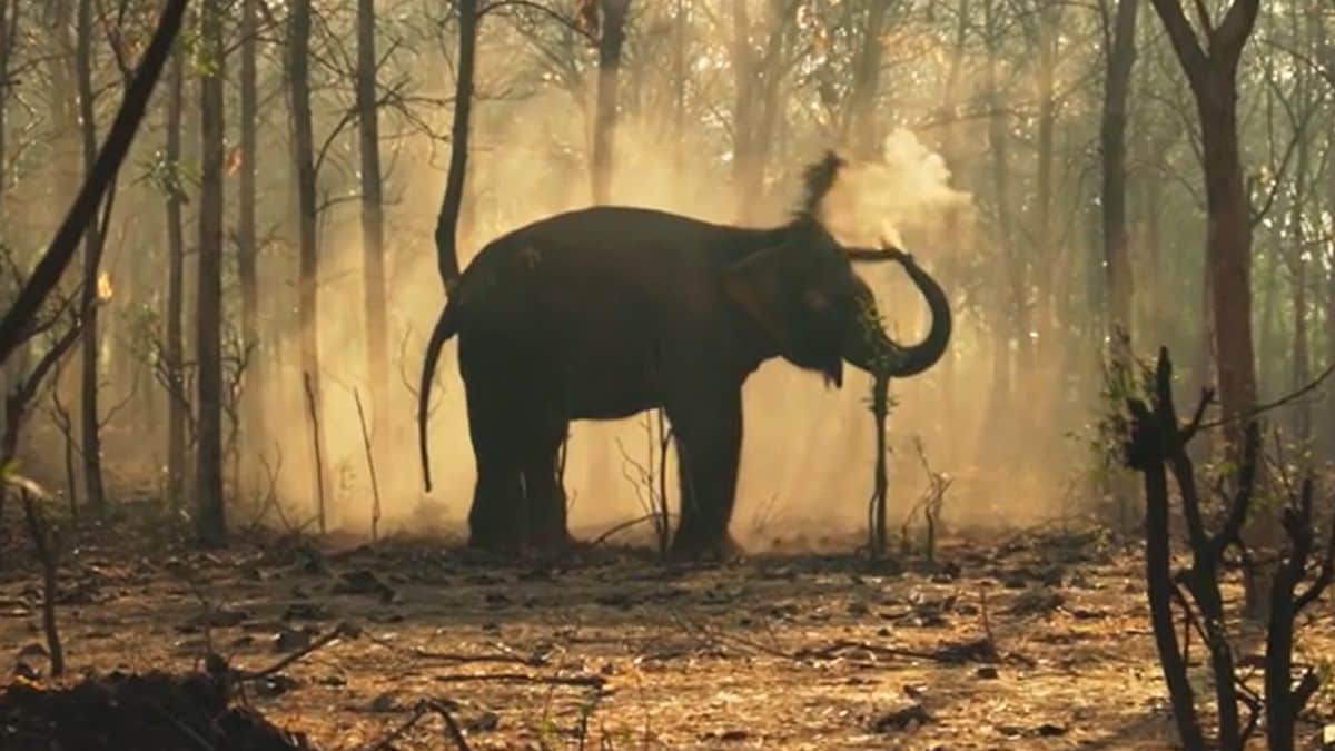 Vantara Unveils Groundbreaking Elephant Welfare Initiative with Project Elephant