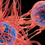 Discover How Going Vegetarian Could Slash Your Cancer Risk by 50%
