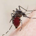 Exposing the 6 Deadly Mosquito-Borne Diseases Without Cure