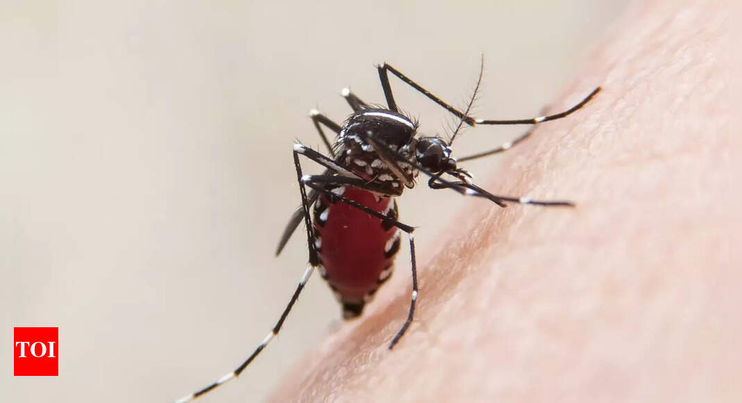 Exposing the 6 Deadly Mosquito-Borne Diseases Without Cure