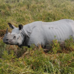 Rhino Horn Carcass Discovered: A Desperate Call to Protect Pobitora Sanctuary