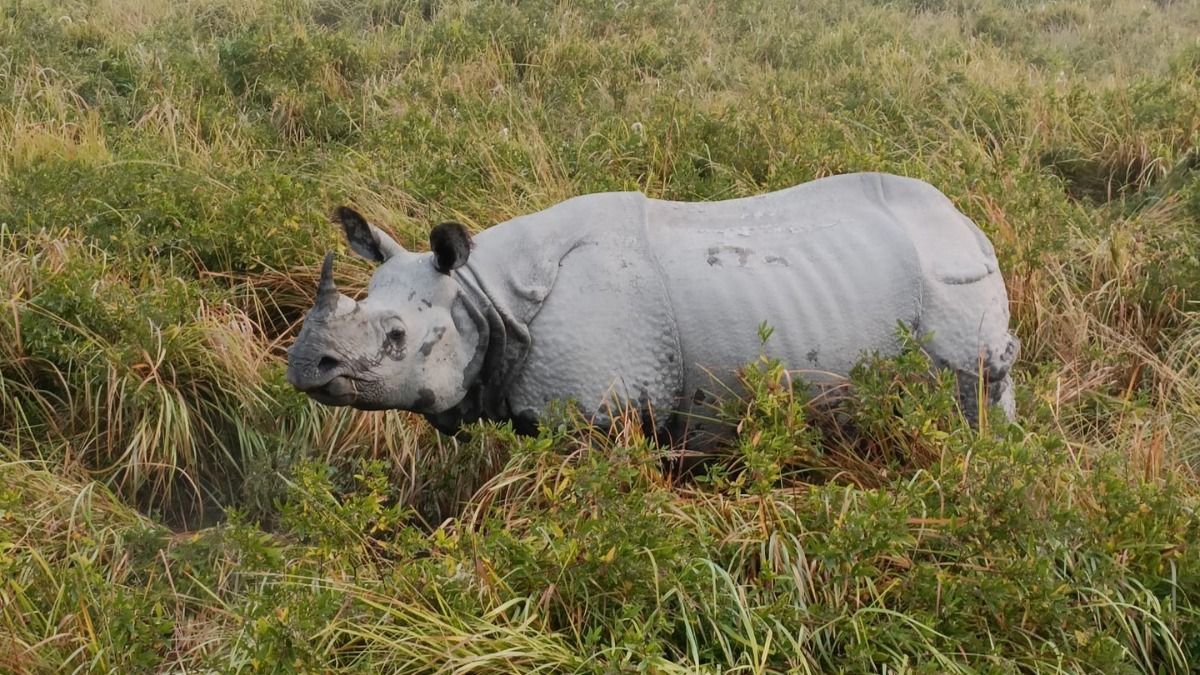 Rhino Horn Carcass Discovered: A Desperate Call to Protect Pobitora Sanctuary