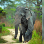 Urgent Call to Action: Addressing Assam's Wildlife and Deforestation Crisis