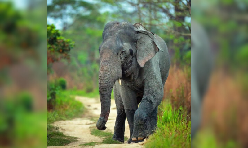 Urgent Call to Action: Addressing Assam's Wildlife and Deforestation Crisis