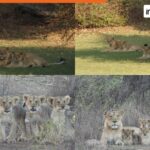 Experience the Majesty of World Lion Day 2025: Celebrate in Gujarat!