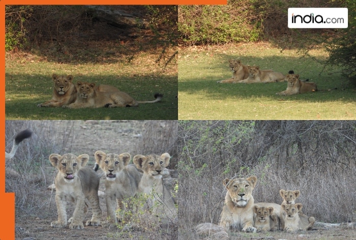 Experience the Majesty of World Lion Day 2025: Celebrate in Gujarat!