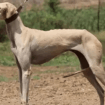 Discover the Rampur Hound's Role in the BSF Dog Squad Today!