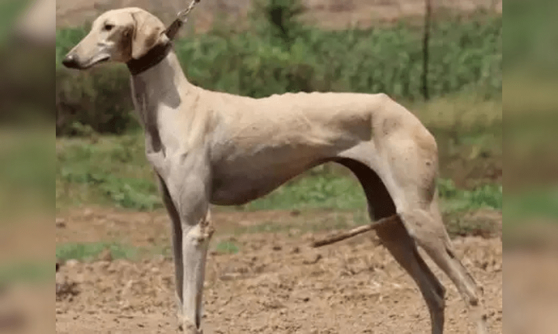 Discover the Rampur Hound's Role in the BSF Dog Squad Today!