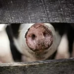 Tamulpur's Urgent Response: Culling Pigs Amid African Swine Fever Threat