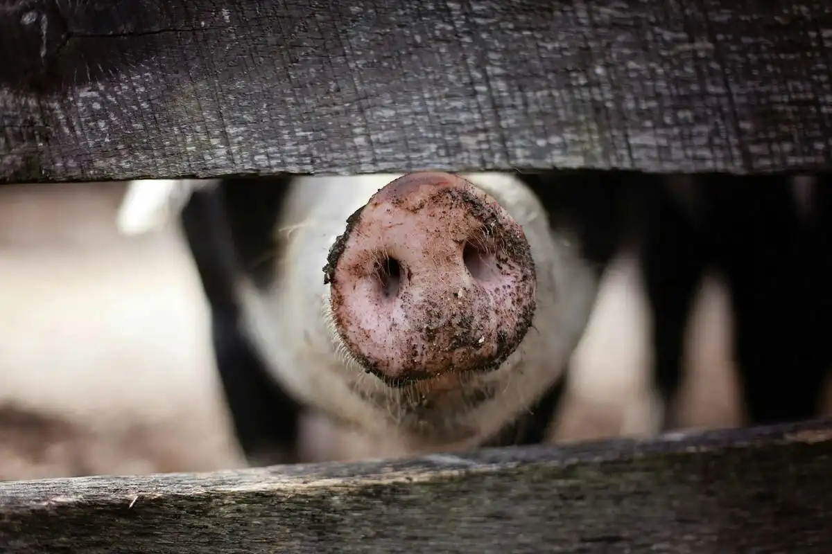 Tamulpur's Urgent Response: Culling Pigs Amid African Swine Fever Threat