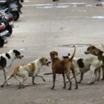 Supreme Court Delays Decision on Controversial Delhi Stray Dog Removal