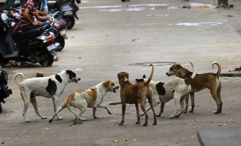 Supreme Court Delays Decision on Controversial Delhi Stray Dog Removal