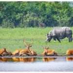 Kaziranga National Park's Bagori Range Reopening: Don't Miss It on September 26!