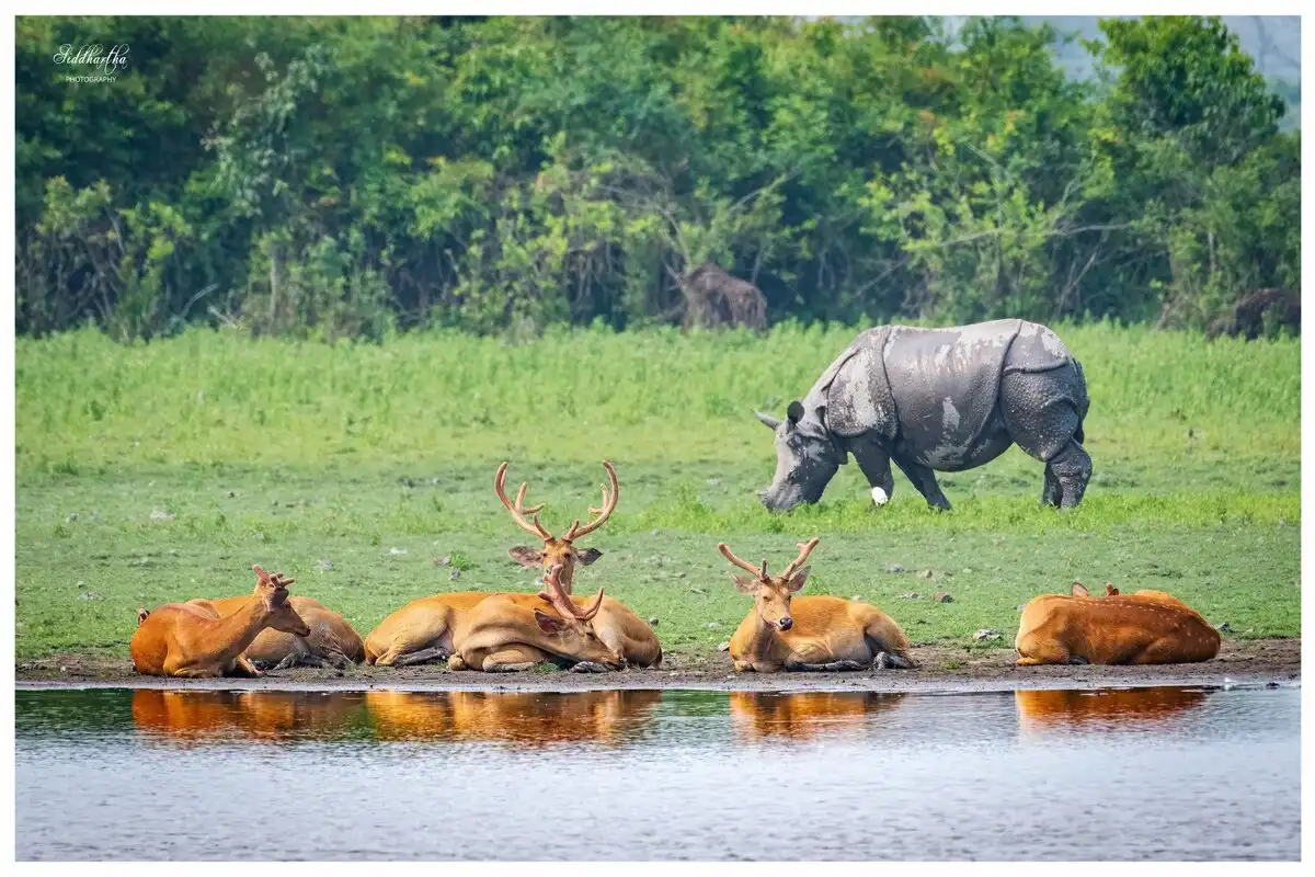 Kaziranga National Park's Bagori Range Reopening: Don't Miss It on September 26!