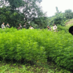 Tripura Police's Bold Crackdown: Over 4.28 Lakh Ganja Saplings Destroyed