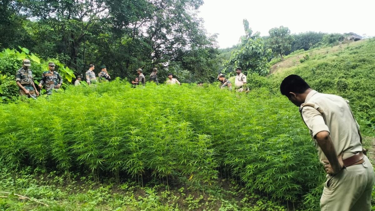 Tripura Police's Bold Crackdown: Over 4.28 Lakh Ganja Saplings Destroyed