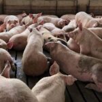 African Swine Fever Hits Arunachal: Restrictions on Pigs in West Siang