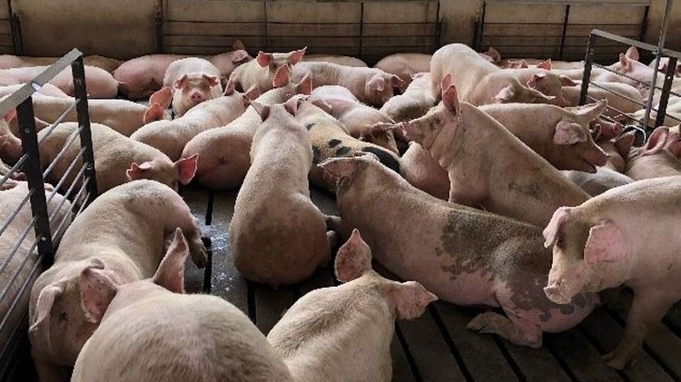 African Swine Fever Hits Arunachal: Restrictions on Pigs in West Siang