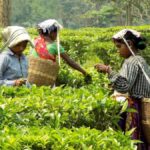 Assam's Historic Move: Dual Caste Certificates for Tea Garden Communities