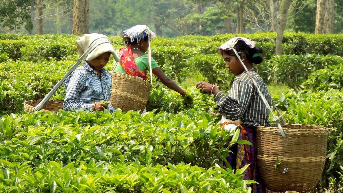 Assam's Historic Move: Dual Caste Certificates for Tea Garden Communities