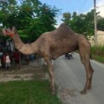 Urgent Call to Action: Rescue Camels in Assam to Prevent Slaughter