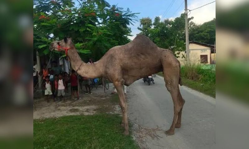 Urgent Call to Action: Rescue Camels in Assam to Prevent Slaughter