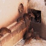 Urgent Alert: Rodent Infestation Threatens Mizoram Farmers in Three Districts
