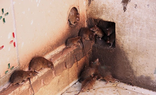 Urgent Alert: Rodent Infestation Threatens Mizoram Farmers in Three Districts