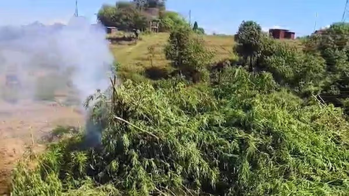 Harvest Resumes in Lapangap Amid Rising Assam-Meghalaya Tensions