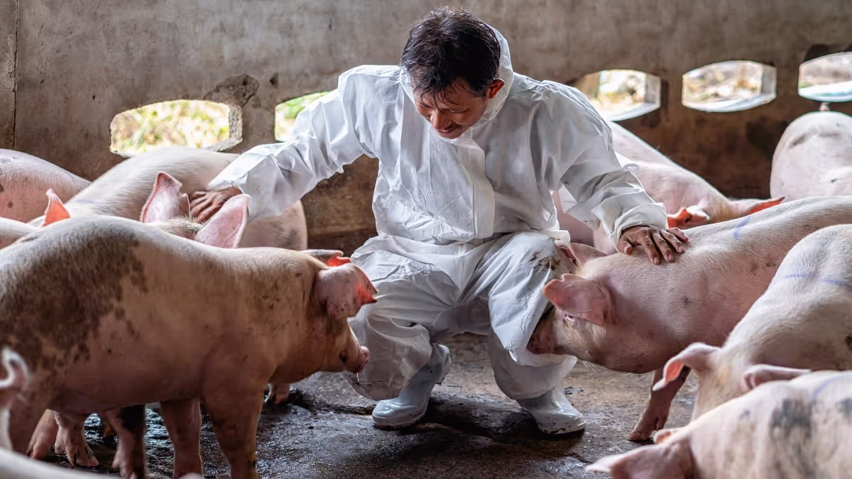 Urgent Ban on Pig Transport in Papum Pare DC Amid African Swine Fever Outbreak