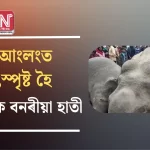 Tragic Incident: Two Wild Elephants Electrocuted in Karbi Anglong