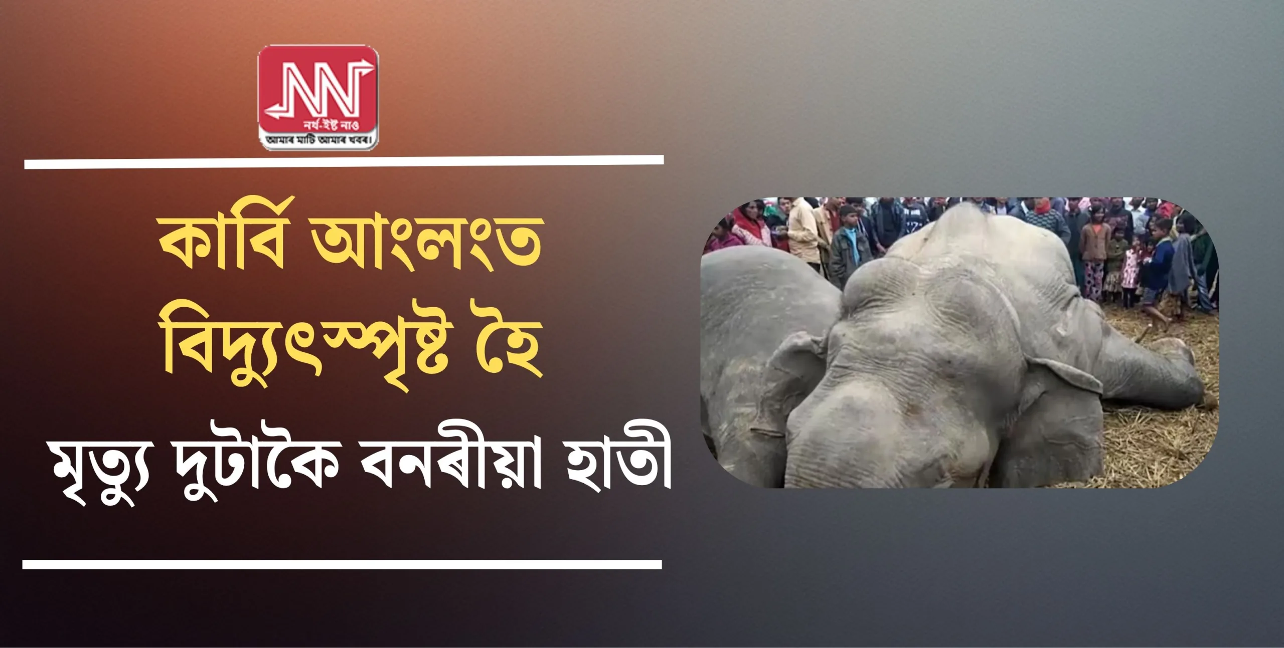 Tragic Incident: Two Wild Elephants Electrocuted in Karbi Anglong