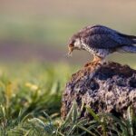 Amur Falcons Arrive Early in Manipur and Nagaland: Witness Their Epic Migration!