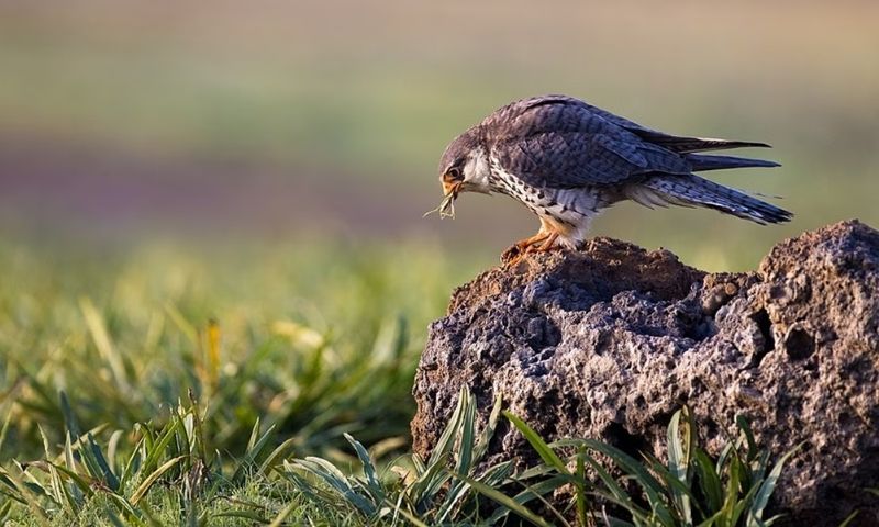 Amur Falcons Arrive Early in Manipur and Nagaland: Witness Their Epic Migration!