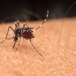 Chikungunya Crisis: 500 Million in India at Risk, Urgent Action Needed