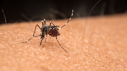 Chikungunya Crisis: 500 Million in India at Risk, Urgent Action Needed