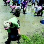 CAG Reveals Urgent Seed Shortfall in Assam Seeds Corporation: Infrastructure Gaps Exposed