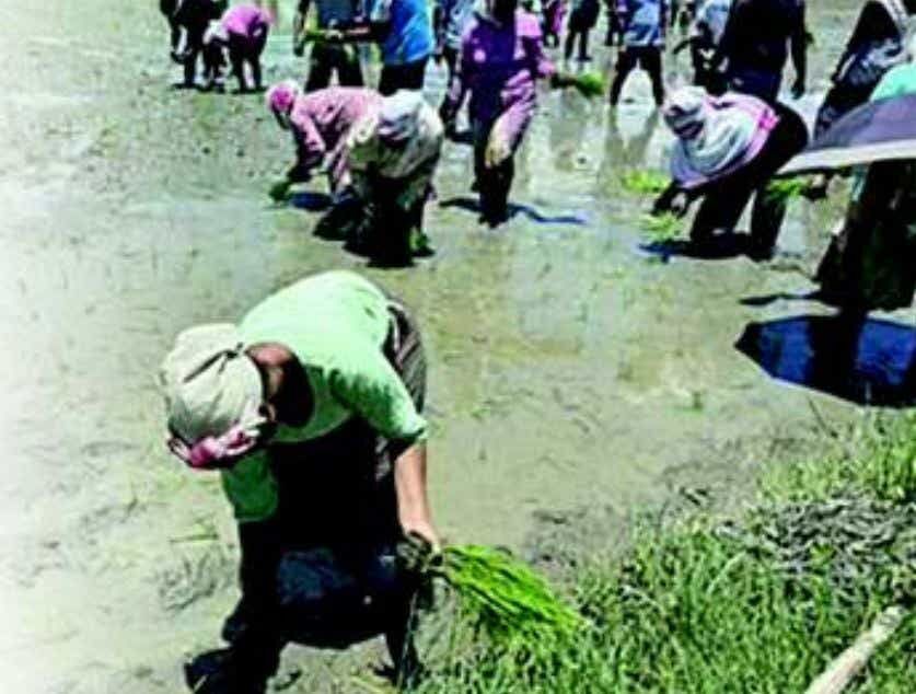 CAG Reveals Urgent Seed Shortfall in Assam Seeds Corporation: Infrastructure Gaps Exposed