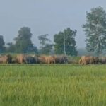 Urgent: 71 Lives Lost as Man–Elephant Conflict Escalates in Assam