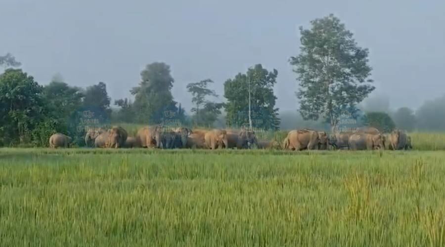 Urgent: 71 Lives Lost as Man–Elephant Conflict Escalates in Assam