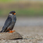 Wokha District Establishes Silence Zone to Safeguard Migratory Amur Falcons