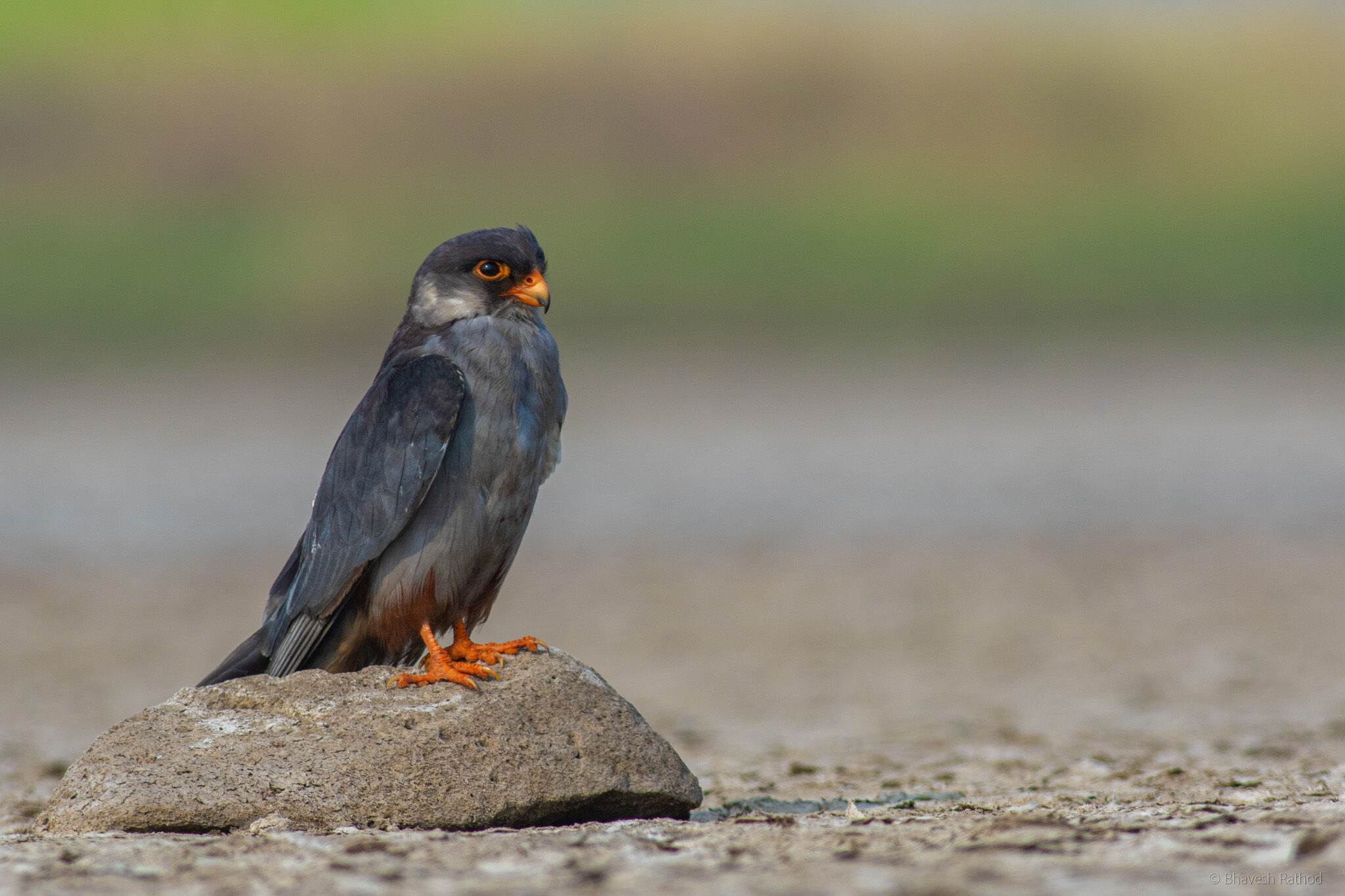 Wokha District Establishes Silence Zone to Safeguard Migratory Amur Falcons