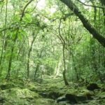 Security Forces Dismantle Naxal Arms Factory in Sukma's Dense Forests