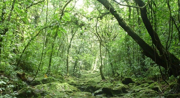 Security Forces Dismantle Naxal Arms Factory in Sukma's Dense Forests