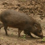Discover the Pygmy Hog: India's Remarkable Tiny Survivor and Nest Builder
